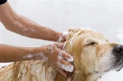 What hygiene should you pay attention to when raising pets?