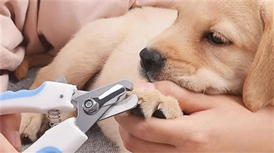 How to help pets deodorize and remove odor?