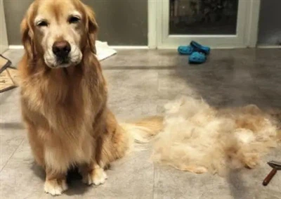 How to deal with pet hair loss?