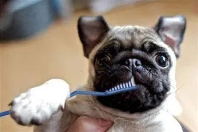 What to do if your pet has bad breath?